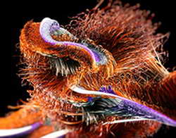 34 группы фанатов «Ланса» потребовали отменить перенос матча с «ПСЖ»: «Наша игра используется как разменная монета для удовлетворения европейских амбиций «ПСЖ» – немыслимо»